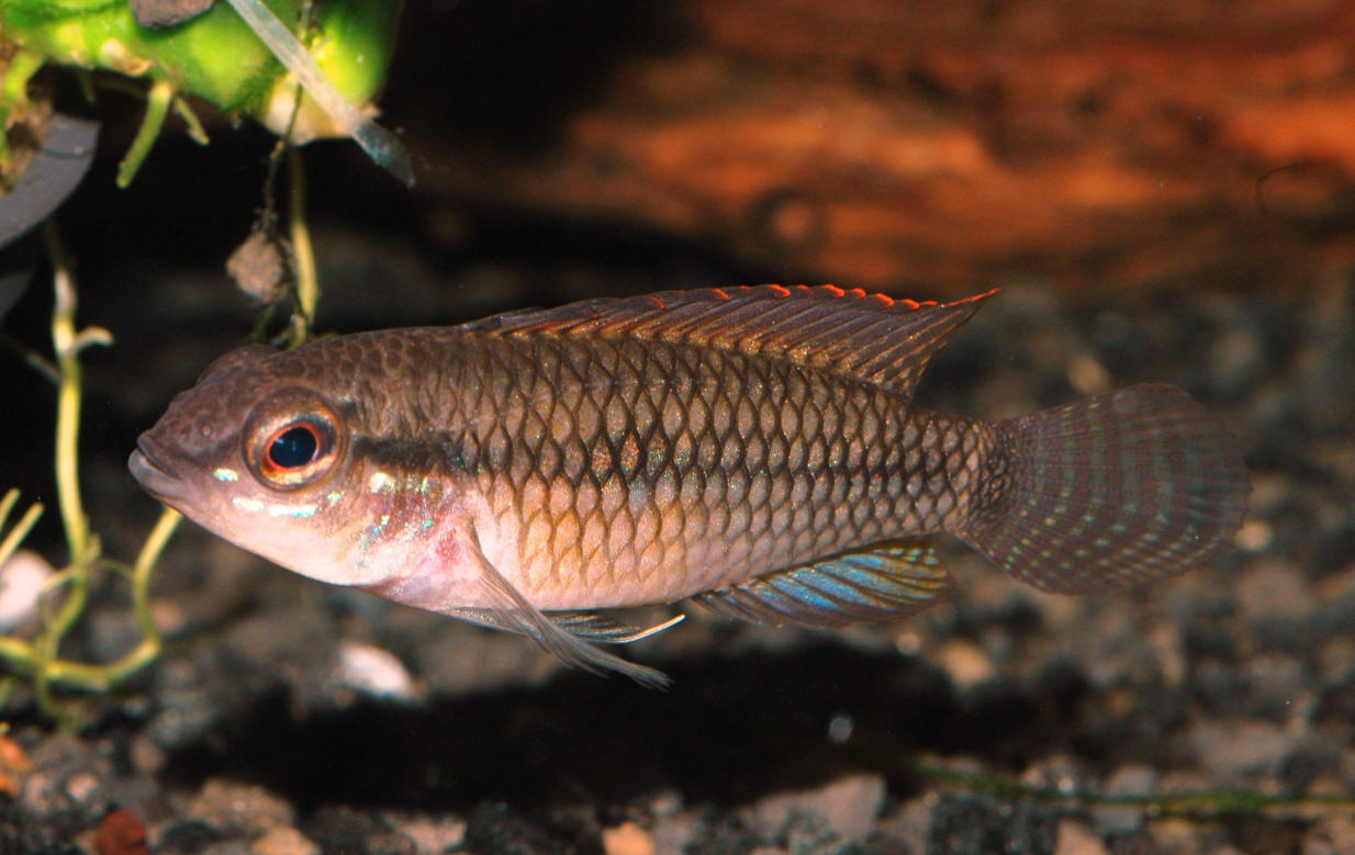 Apistogramma meinkeni